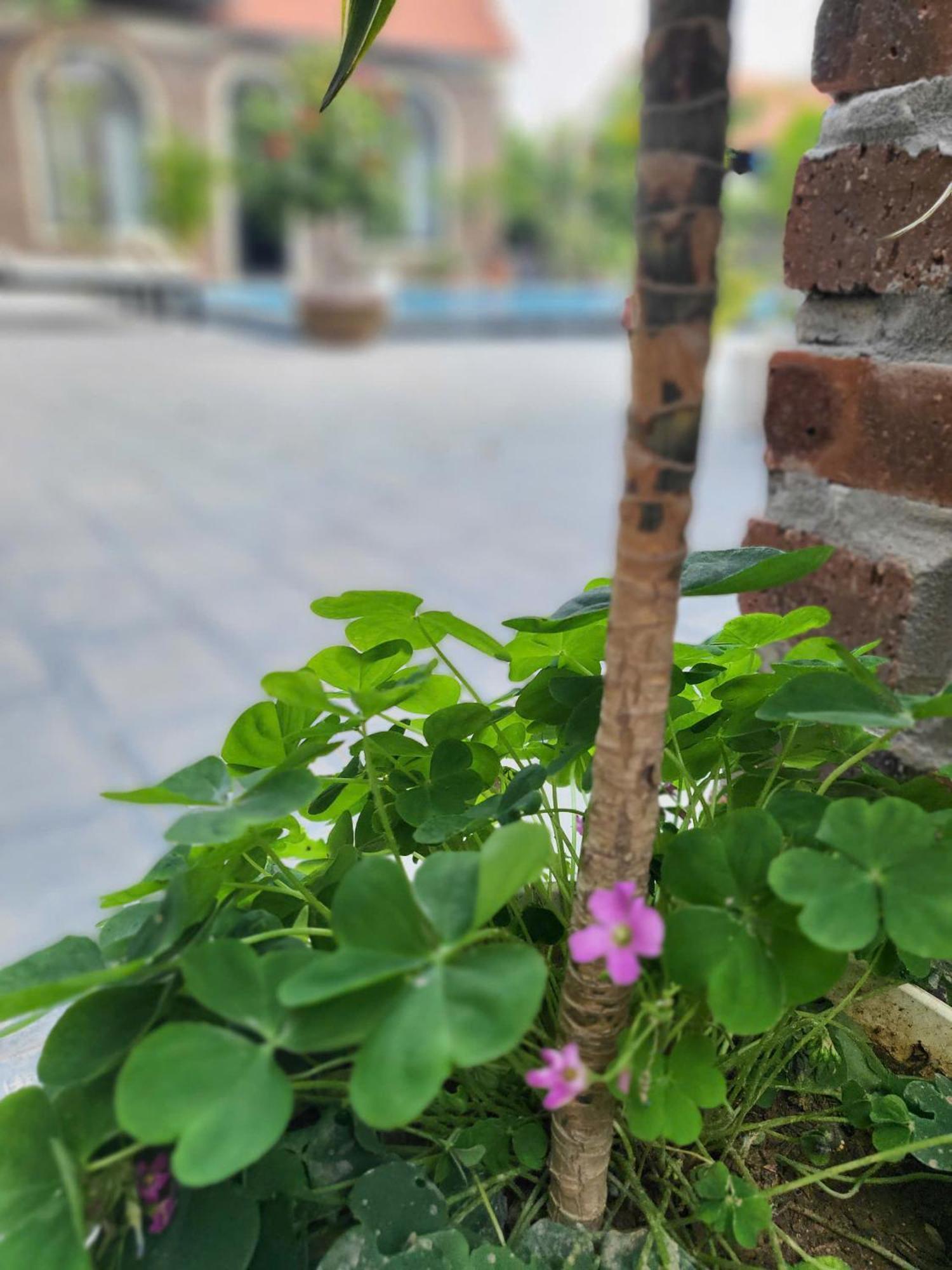 Tam Coc Pomelo Garden Appartement Ninh Binh Buitenkant foto