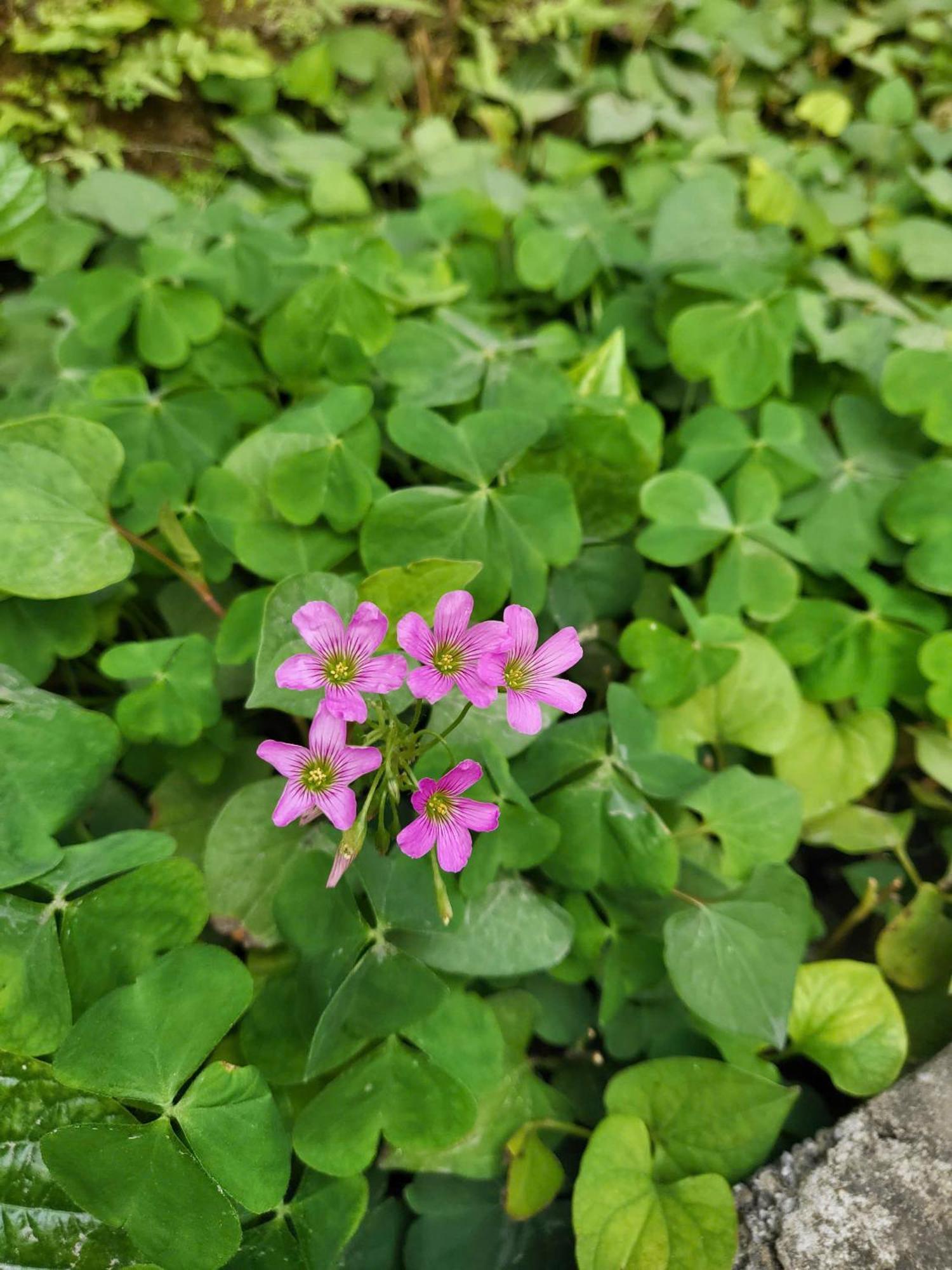 Tam Coc Pomelo Garden Appartement Ninh Binh Buitenkant foto